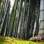 bambu ormanı