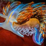 Deniz Sümüklü Böceği opalescent_nudibranch