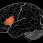 broca alani 2 1024x573 1