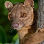 fossa hayvanı