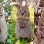quokka hayvanı