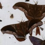 ışığa çekilen uçak böcekler