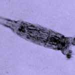 24.000 yaşındaki rotifer