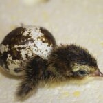 yumurtadan çıkan yavru