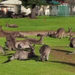 1873609 041417 cc kangaroo golf course vid