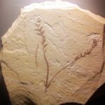 ilk çiçek Archaefructus_liaoningensis