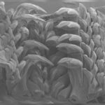 C. stelleri ve demir dişleri