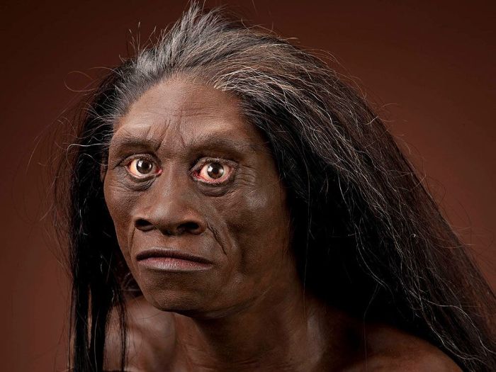 İnsan Evrimi: Homo Sapiens'in Ortaya Çıkışı ve Evrimi 7 50.000 yıl öncesine kadar yaşamış olabilecek küçük bir erken insan olan Homo floresiensis'in yüz rekonstrüksiyonu.