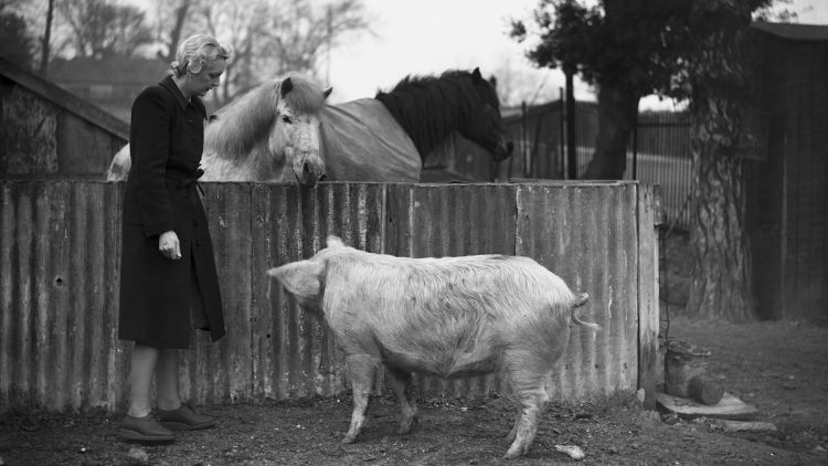 Wimbledon'ın II. Dünya Savaşı'nda askeri kamp ve çiftlik olması 2 Wimbledon'ın geniş otoparklarından biri, burada Nisan 1942'de gösterildiği gibi, domuzlar, atlar, tavuklar, kazlar, ördekler ve tavşanları barındıran ahşap ağıllarla doluydu.