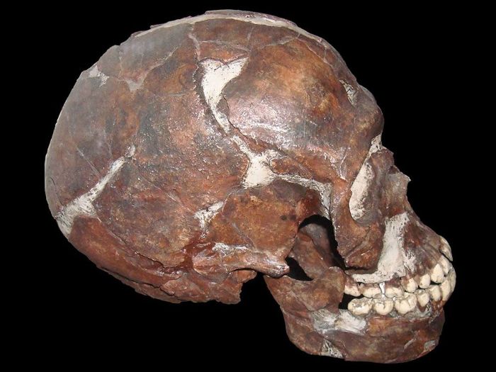 İnsan Evrimi: Homo Sapiens'in Ortaya Çıkışı ve Evrimi 5 israil'deki Qafzeh mağarasında bulunan bir kafatası