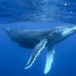 hayvanlar nasıl koklar