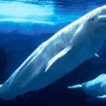 beluga