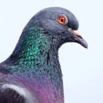 Güvercin veya tavuk neden başını sallayarak yürüyor?