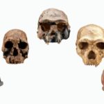 homo sapiens'in evrimi