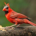 kuşlarda tüy dökümü