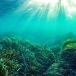 yaşayan en yaşlı canlı