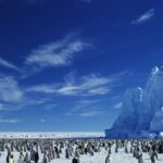 antarktika hayvanları