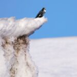 diuca ispinozu kuşu