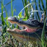 timsah ve aligator farkı