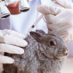 Hayvan deneyleri: Neden yapılıyor ve alternatifler neler?