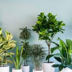 Ev bitkileri havayı temizliyor mu?