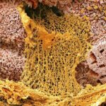 Mukus, balgam ve sümük: Onlar olmadan hayatta olmazdık