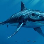 megalodon fotoğrafı