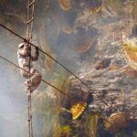 bal toplayıcılığı