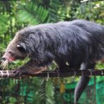 binturong