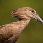 Şimşek kuşu (Hamerkop)