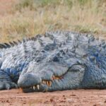 Timsahlar göktaşından nasıl sağ kurtuldu?