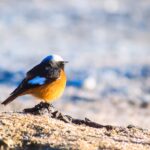 Bazı kuşlar neden zıplayarak hareket eder?