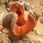 Hydnora