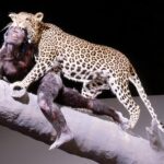 Paranthropus (SK 54)