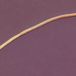 Thiomargarita magnifica