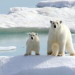 Antarktika'da neden kutup ayısı yaşamıyor?