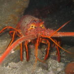 California spiny lobster