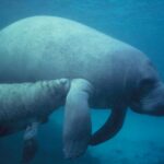 Manati