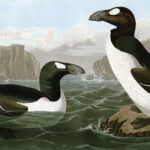 Büyük Auk'un soyu nasıl tükendi?