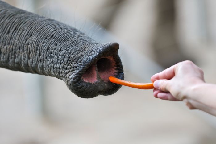 Asya filinin hortumu tek parmaklıyken (üst çıkıntı), Afrika fili çift parmaklı hortuma sahip.