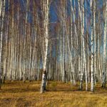 Kökleriyle mikroplastik emen ağaç