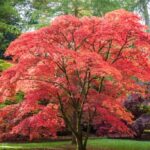 Japon akçaağacı nasıl fotosentez yapıyor?