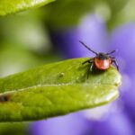 Kenenin yaşamdaki yeri nedir?
