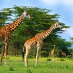 Otçul hayvanlar neden çok büyükler?