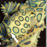 Hapalochlaena lunulata'nın mantolarındaki değişken halka desenleri