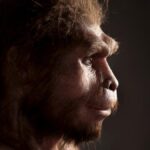 Homo erectus