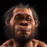 Homo naledi