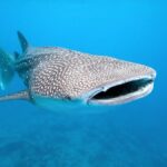 balina köpek balığı