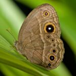 goz desenli kelebek Bicyclus anynana