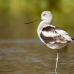 Kuslar neden tek ayak ustunde duruyor